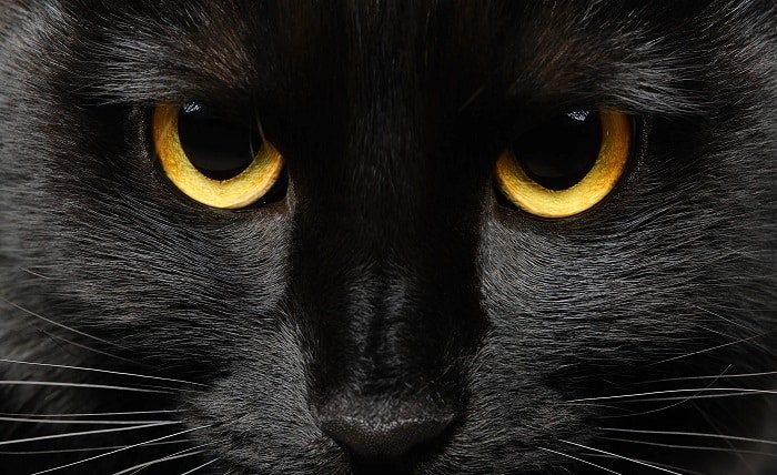 Black Cat