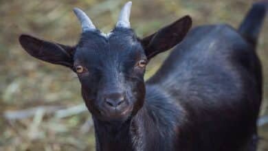 Black Goat