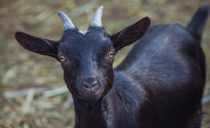 Black Goat